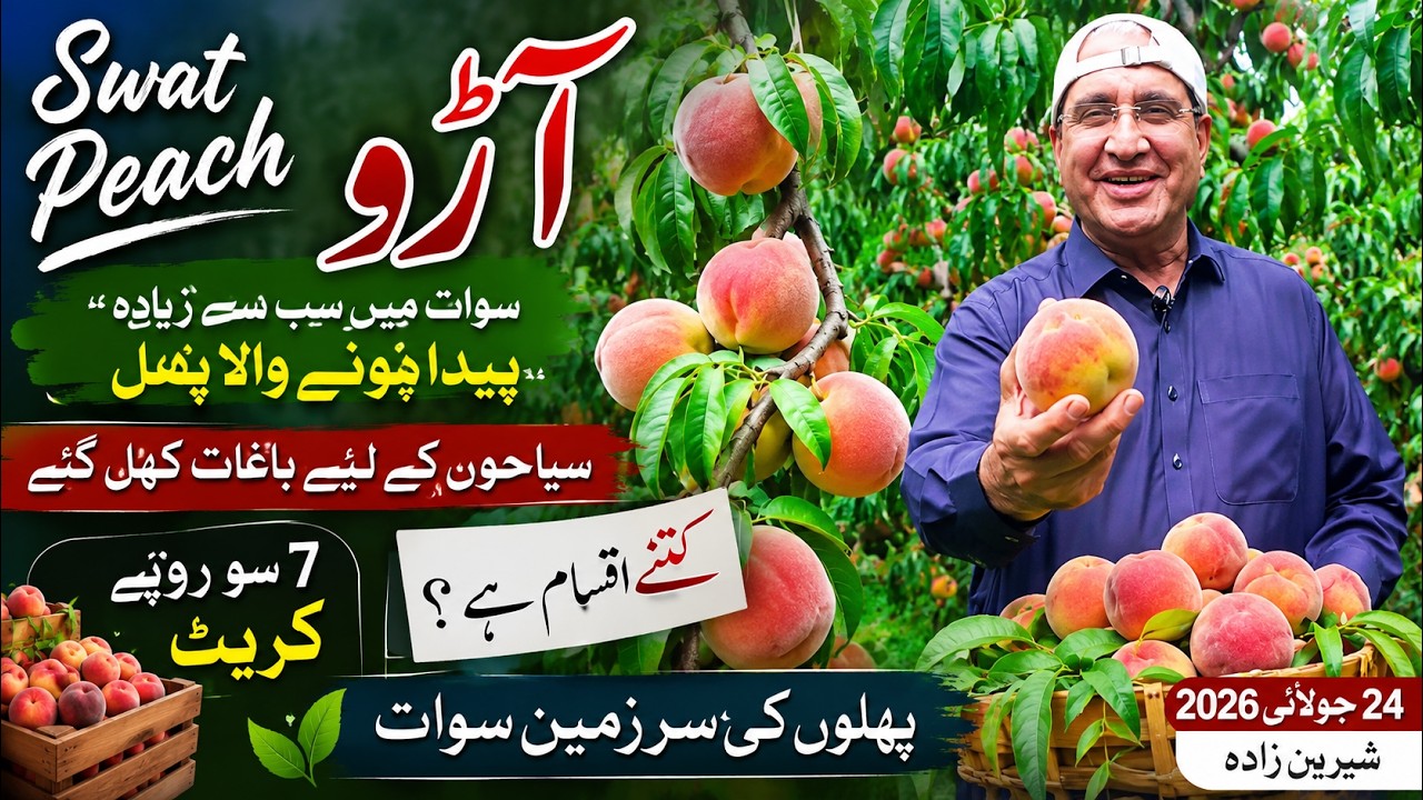 Swat Peach Harvest Orchards & Travel Guide| سوات کے مشہور آڑو، باغات سیاحوں کے لیے کھل گئے |