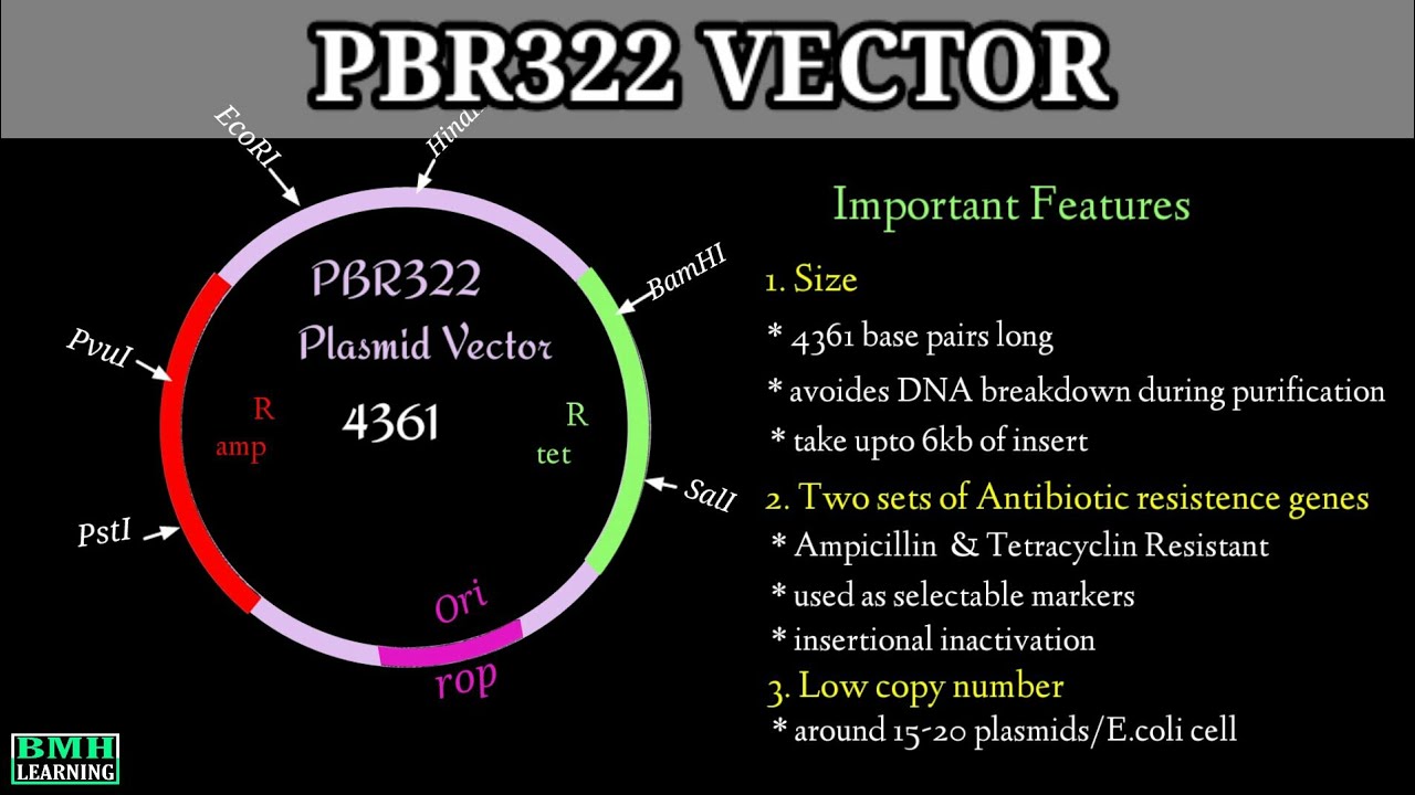 pBR322 Plasmid Vectors | Cloning Vectors | What Is A Plasmid |