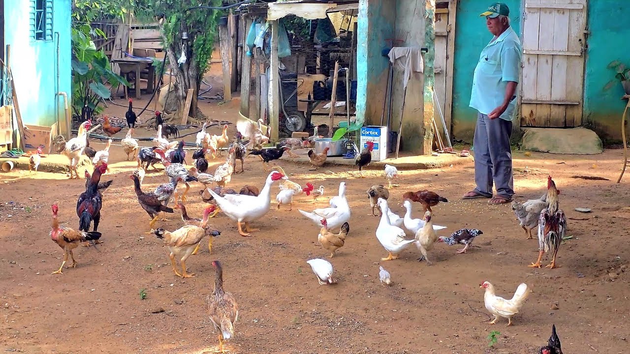 😱 Um Paraíso Escondido na Roça | Aqui tem de tudo,galinhas,porcos, pomar, horta e muitas plantações 