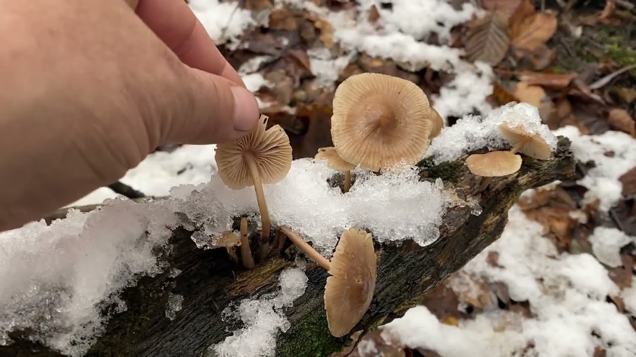 27 листопада 2024 р. Середа немає світла іду до лісу.. А там Гриби 🍄‍🟫 на які Я вже точно 😯 не Чекаю