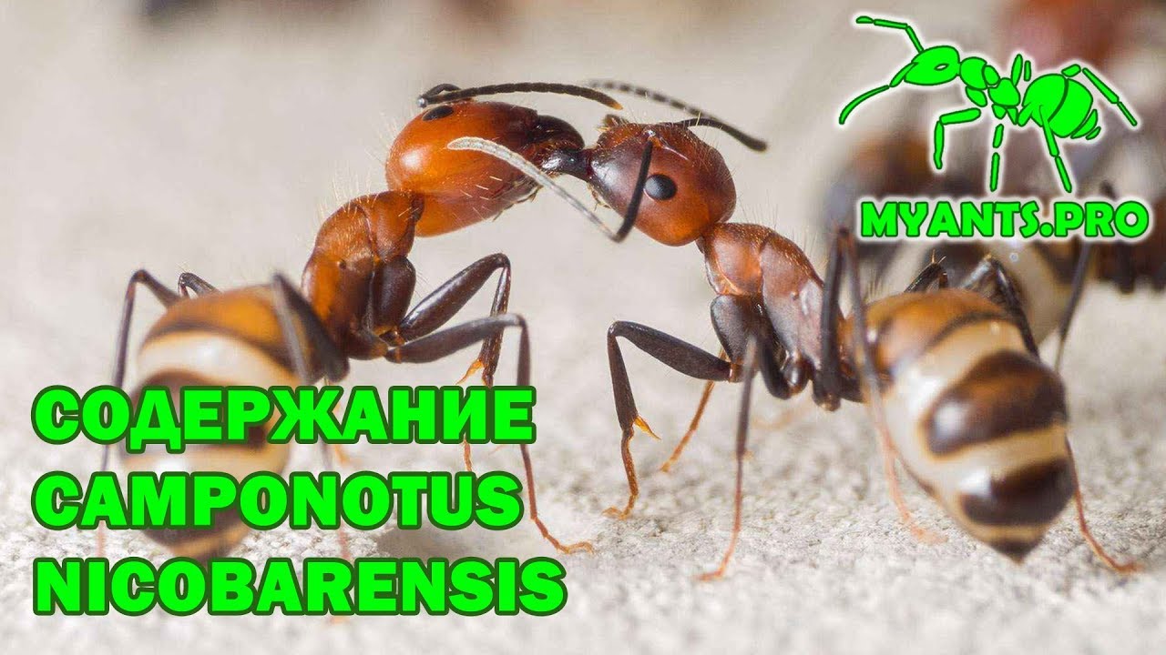 Обзор Camponotus nicobarensis