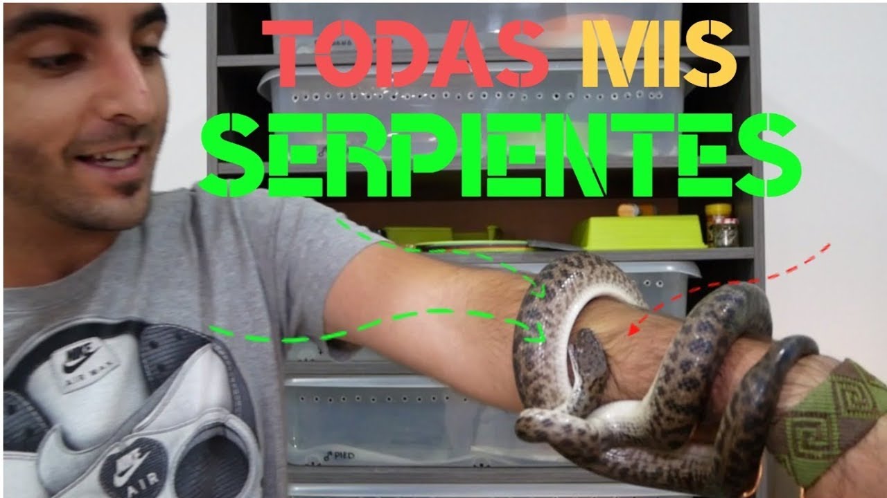 TODAS MIS SERPIENTES Y UNA SOLA MORDIDA!!!