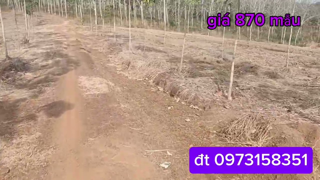 3 mẫu cao su 5 sào đất trống  vị đẹp giáp sông bé  ac qt lh em 0973158351