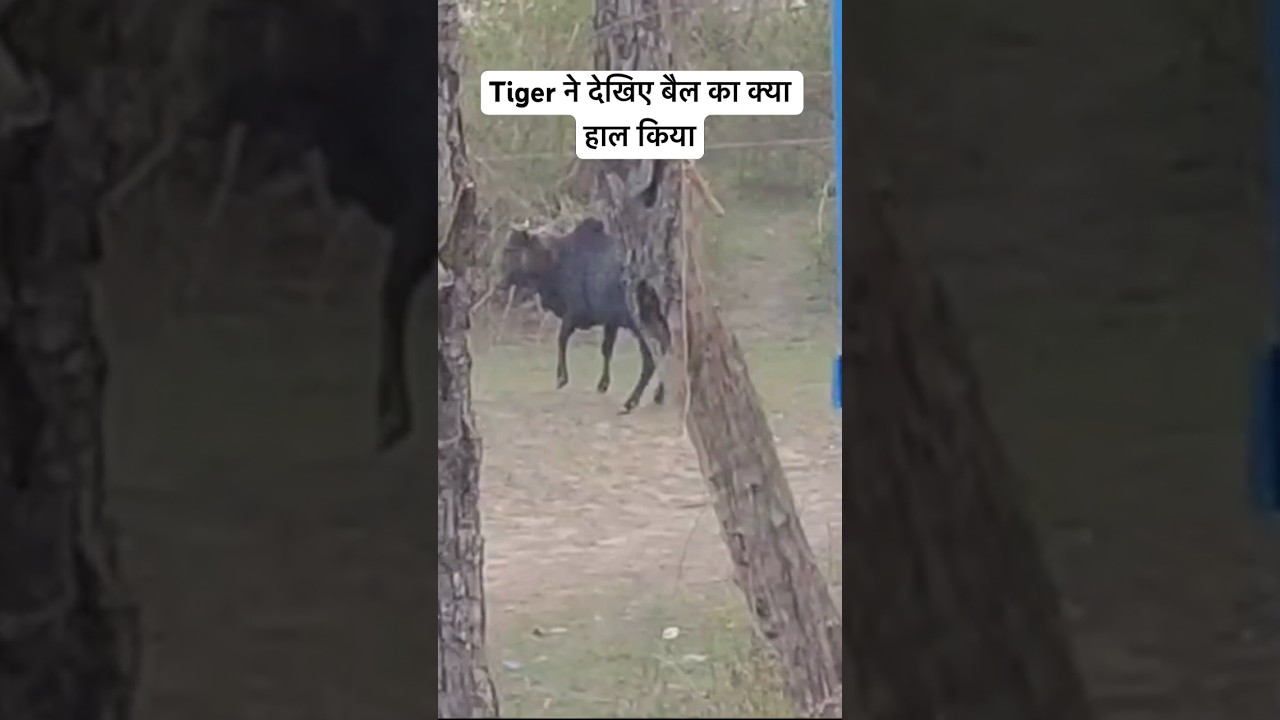Tiger Hunting Bull in Jim Corbett | Jim Corbett Tiger Attack | Jim Corbett Maneater Tiger #shorts