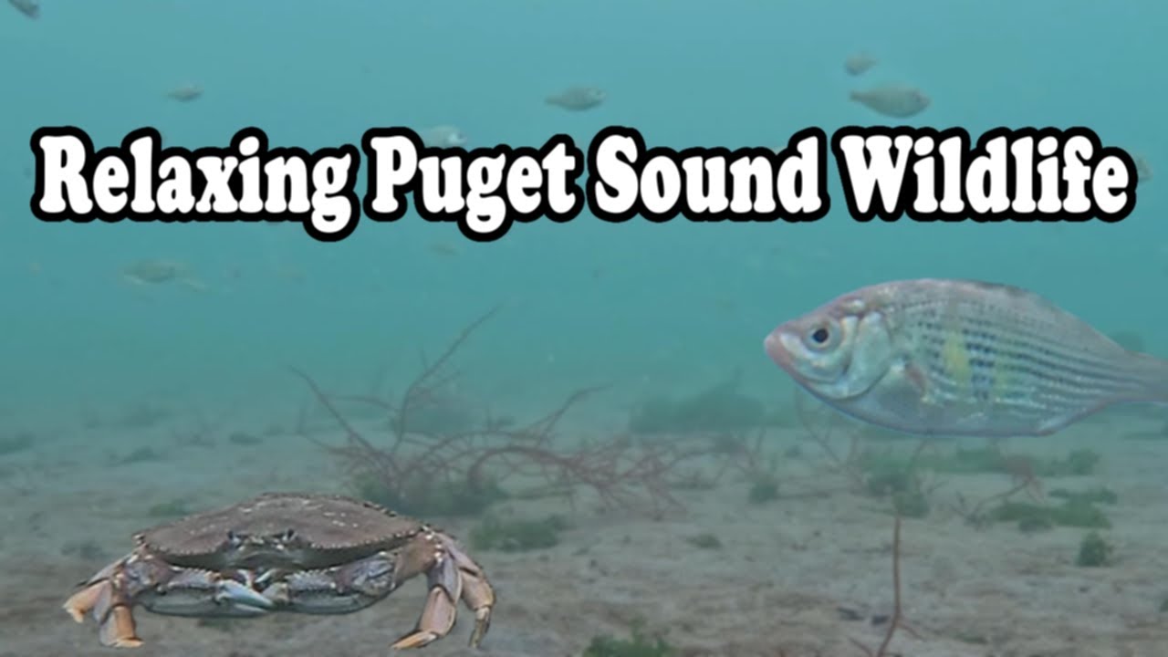 Beneath the Calm Waters of Puget Sound