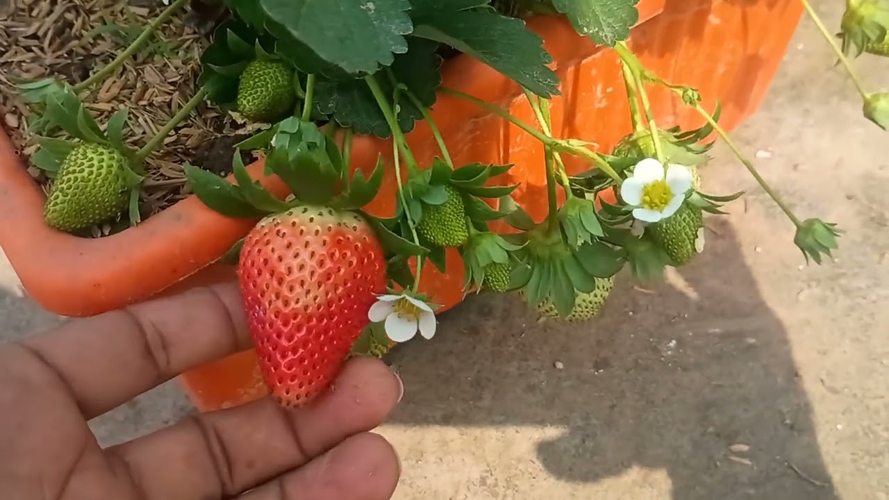 प्योर ऑर्गेनिक स्ट्रॉबेरी का पेड़ छत पे💝🍓💞🥺🍓😱#gardening #viralvideo #strawberry #farming #rooftop