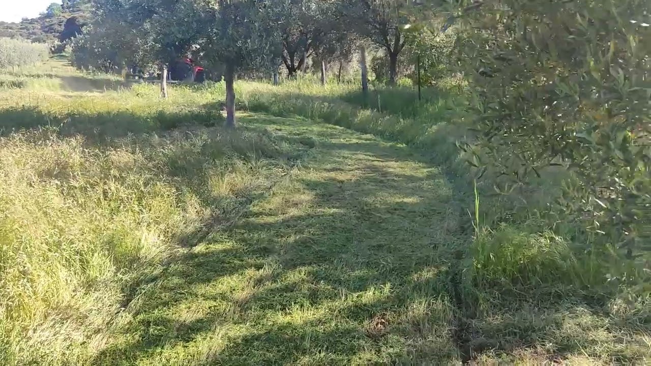 Trinciatura Olivi con Carraro TC5800F. Slalom in mezzo alle buche dei cinghiali.