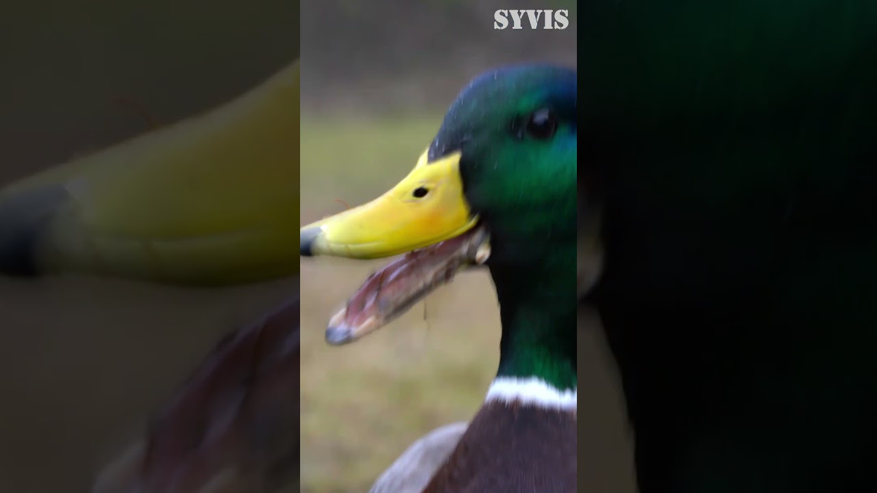 Mallard Duck Drake Says Quack!