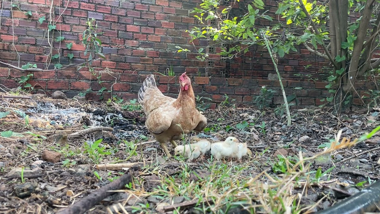 Mother Hen Leads Her Chicks to Food | Silent Garden - ASMR
