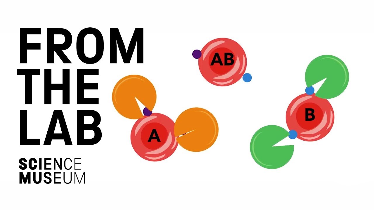 How enzymes change blood types for transfusion