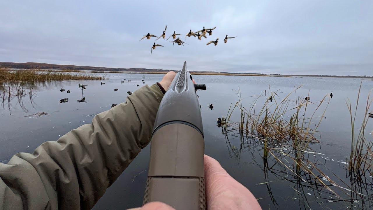 I Have Never Shot This Duck Before! (Public Land Duck Hunt)