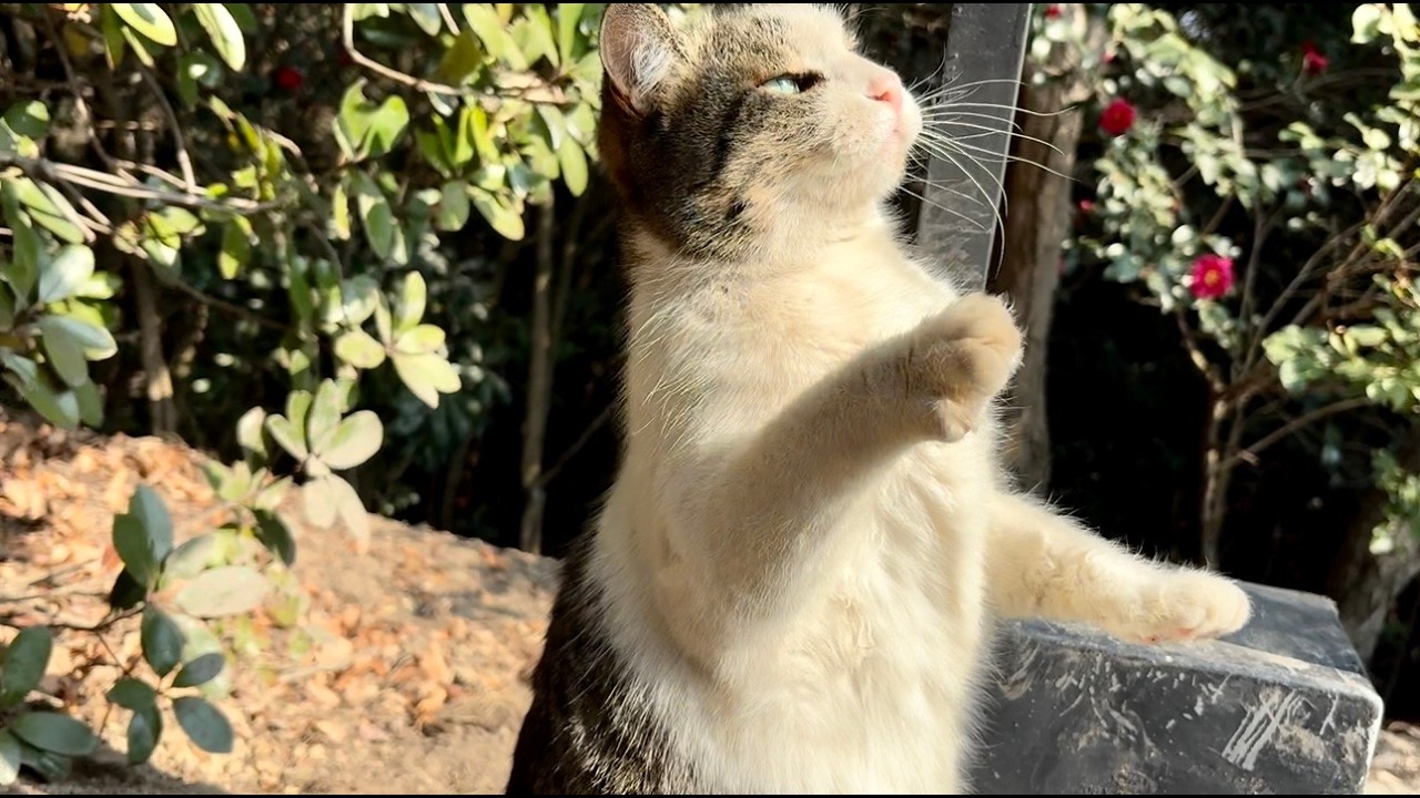 ハイタッチから猫パンチへギア上げて強弱付けるキジ白猫姫