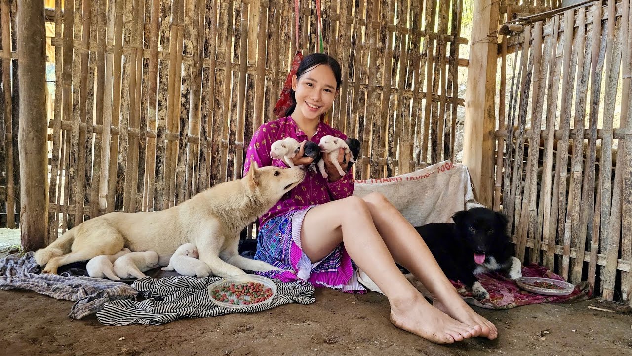 Mai was shocked when another litter of black puppies came to her unexpectedly | Hoang Thi Mai