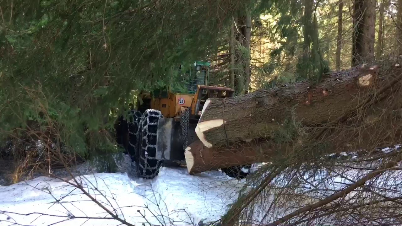 Lkt 81 Turbo Ťažba hoľovych smrekov 🌲🪵