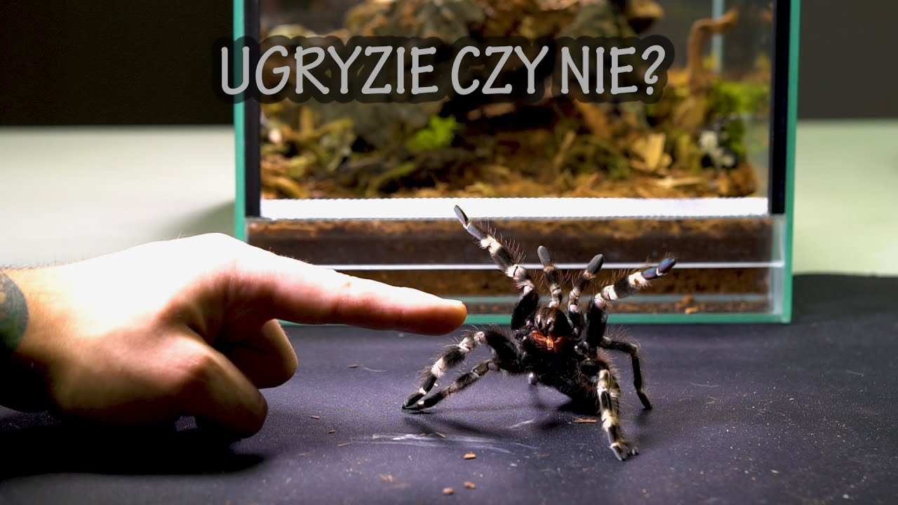 Nowe terrarium dla ZDENERWOWANEJ  samicy Nhandu chromatus!