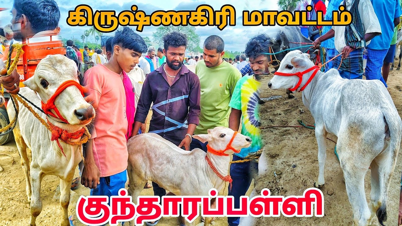 2-8-2024 kundarapalli Friday market Krishnagiri district Biggest cow market in tamilnadu