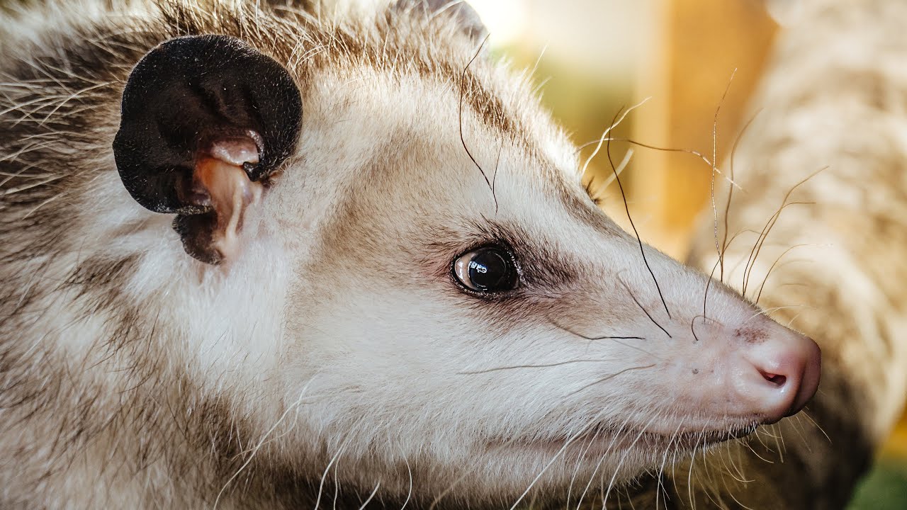 The Virginia Opossum: Nature’s Misunderstood Marsupial | Facts, Adaptations, & Defense Tactics