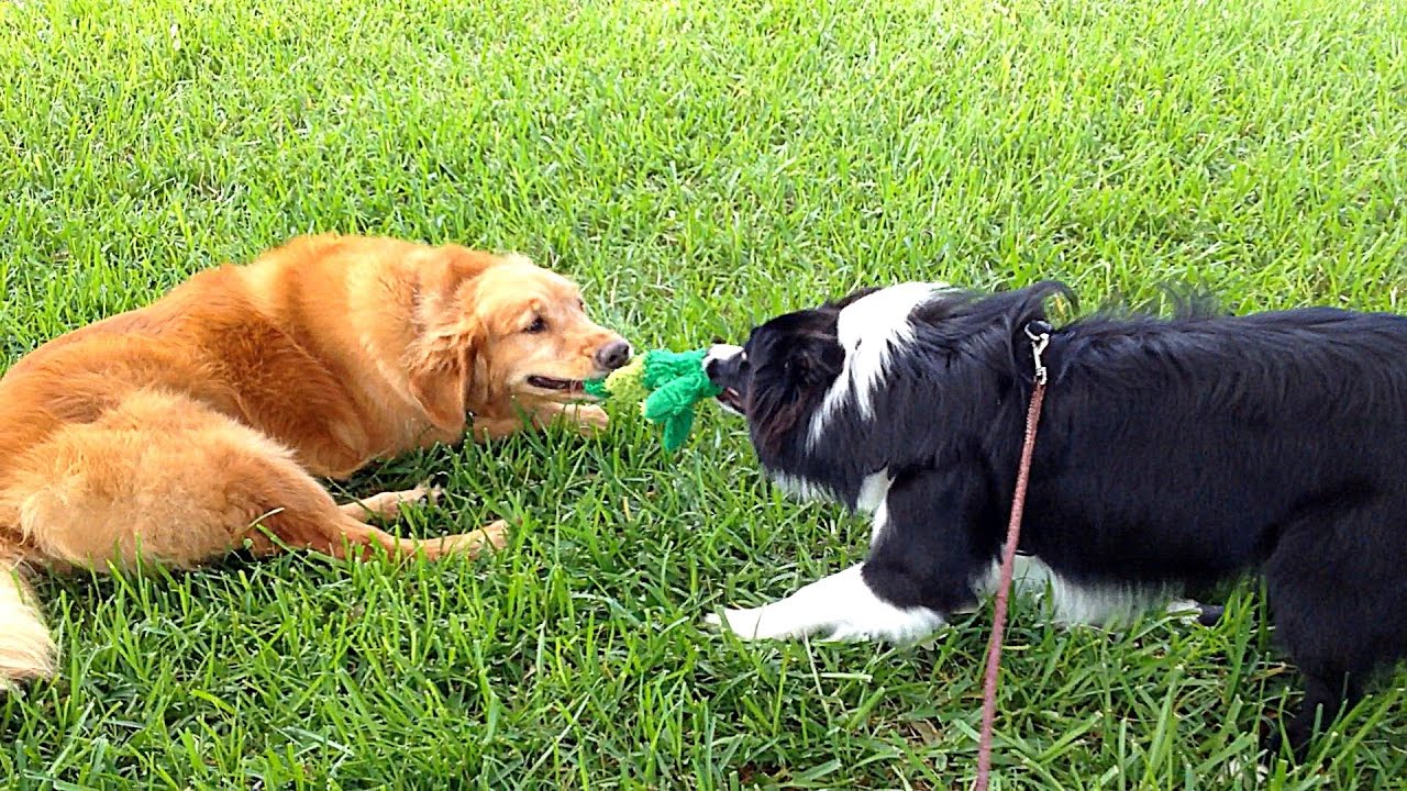 Draco 8 month old Border Collie playing with Ben the Golden Retriever