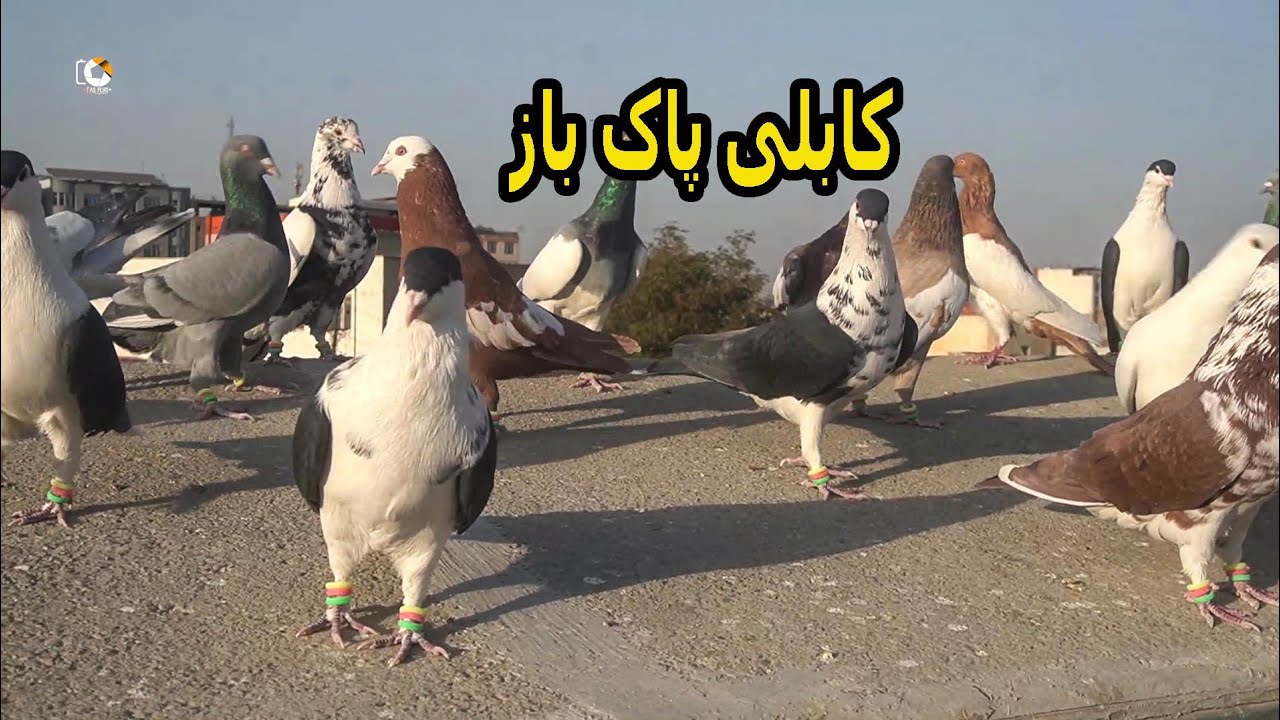 ماما شاه حسین با پاک باز ترین شوقی شهر کابل!