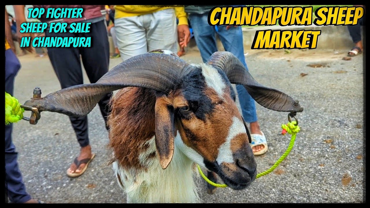 Bangalore chandapura goat and sheep market bakrid special 2024 full detail video with price