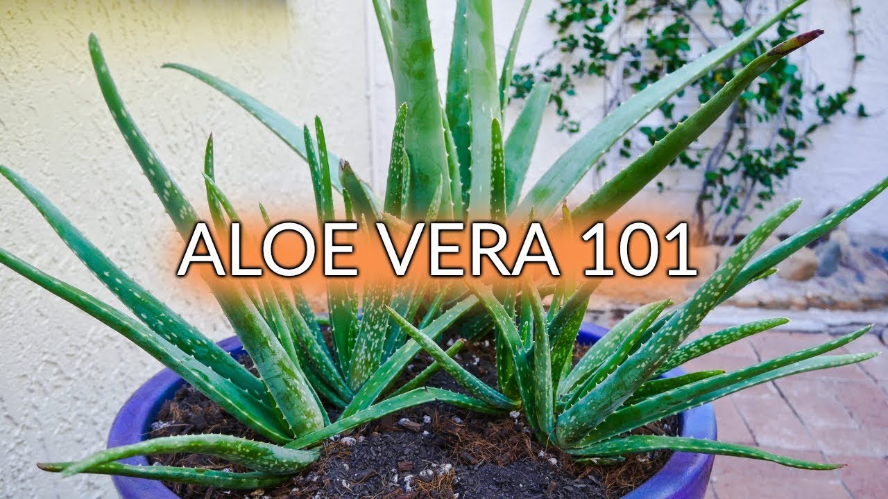 Aloe Vera 101: A Round Up Of Our Care Posts & Videos / Joy Us Garden