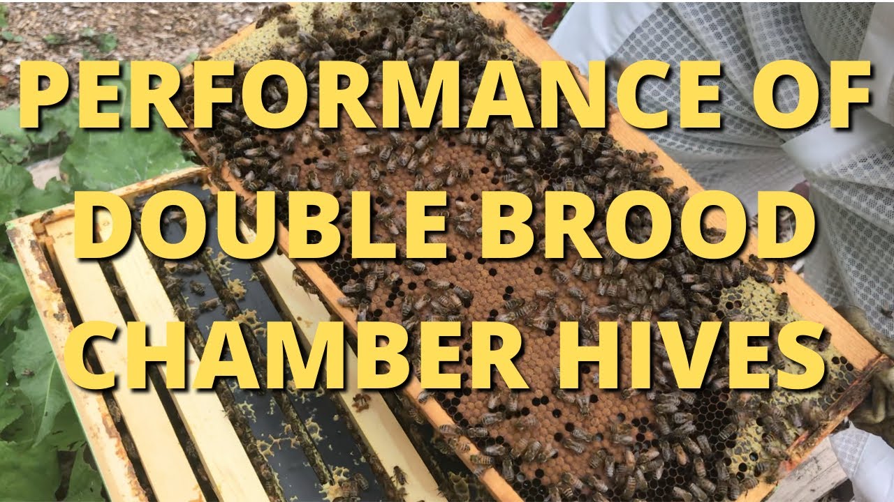 Performance of double brood chamber hives