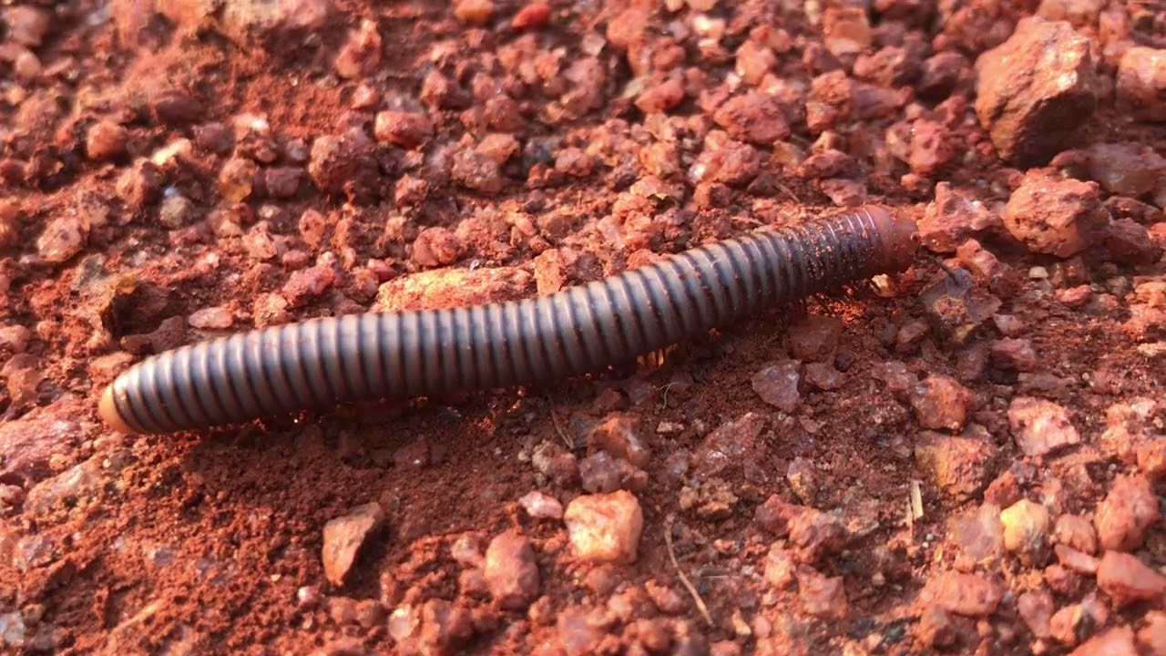 Millipede