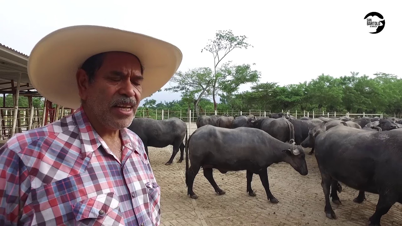 CRIANZA DE BÚFALOS EN EL RANCHO SAN JUAN