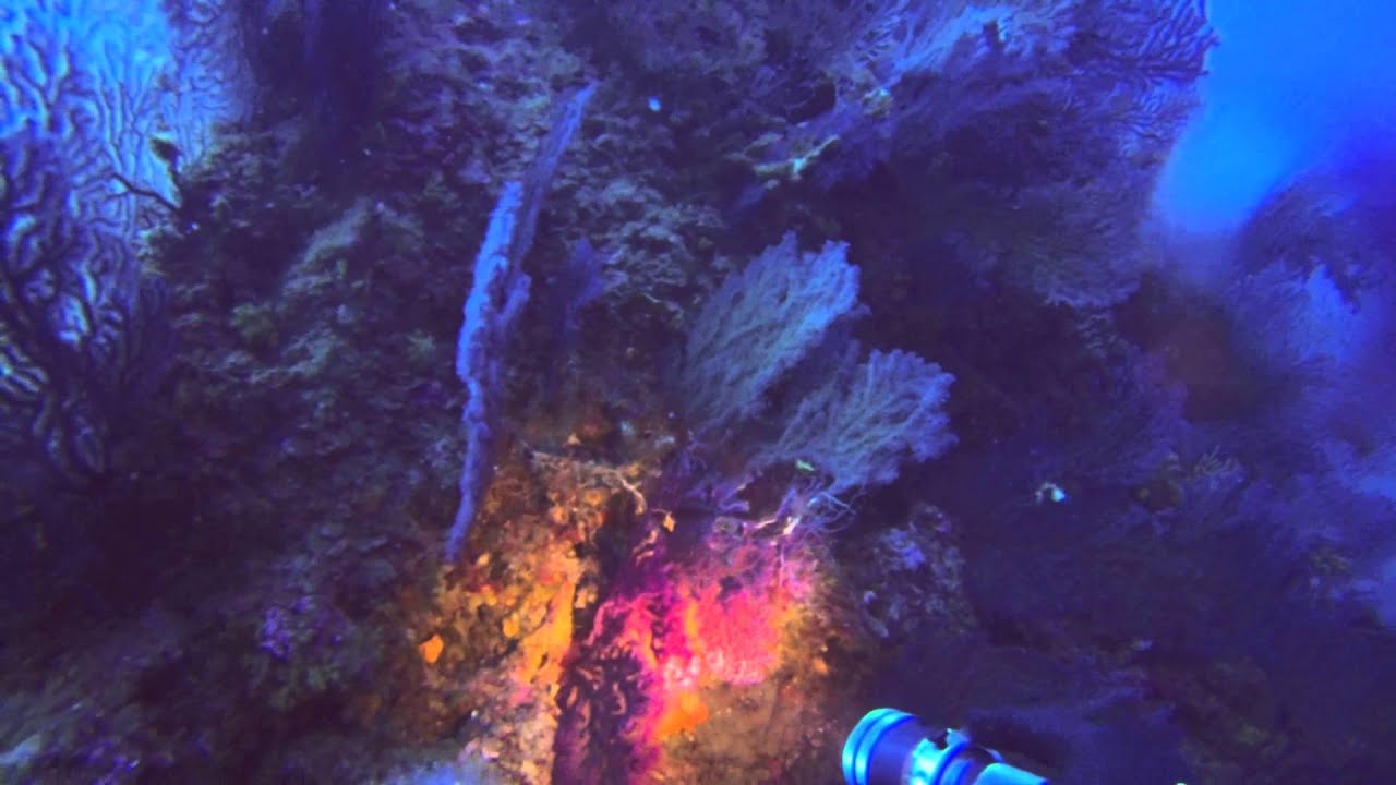Gorgonie a Portofino