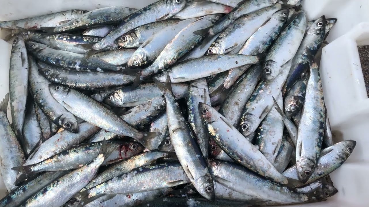 Boat sea fishing. Netting for herring, maybe the last of the season???? Fresh fish & bait Norfolk UK