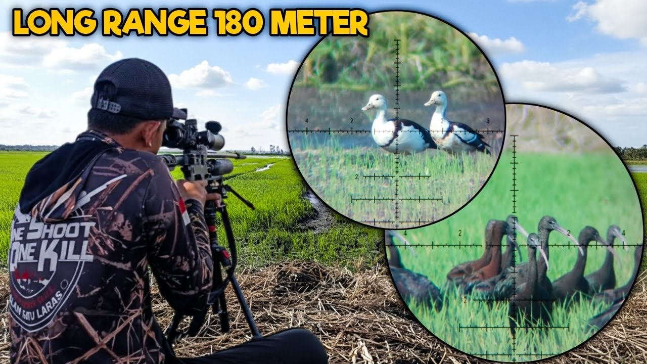 PECAH REKOR ‼️BERBURU BURUNG SAWAH POIN LONG RANGE 180 METER 