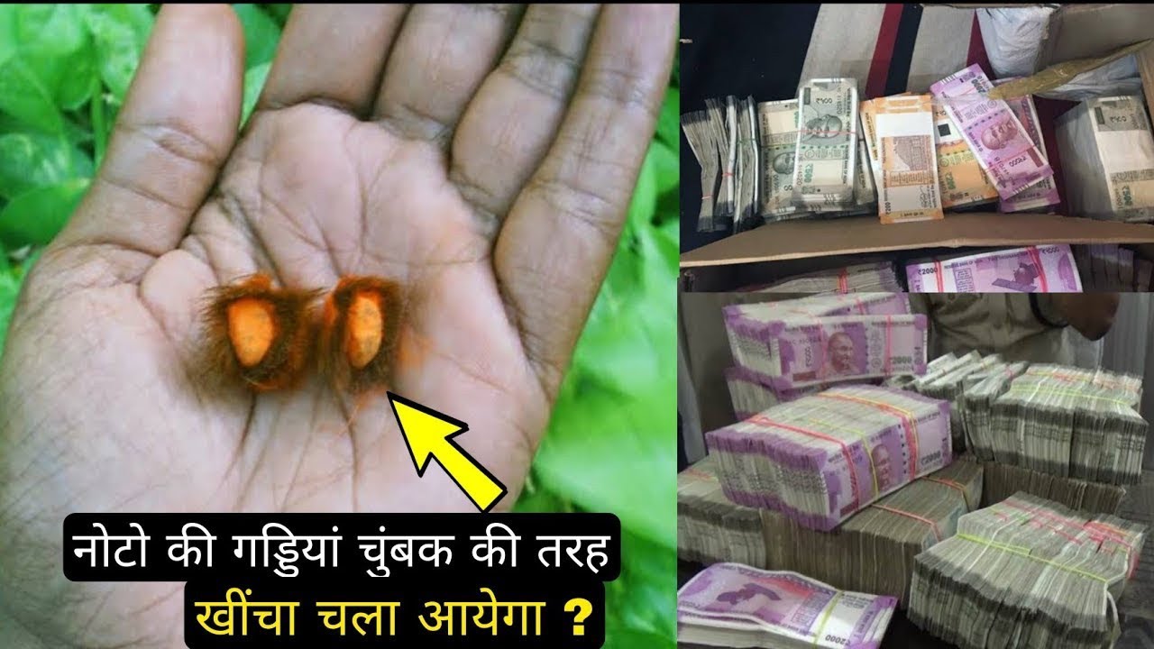 जिसके पास में होता है यह जड़ वह धनवान बन जाता है, पैसों की गड्डियां स्वयं चलकर आता है//