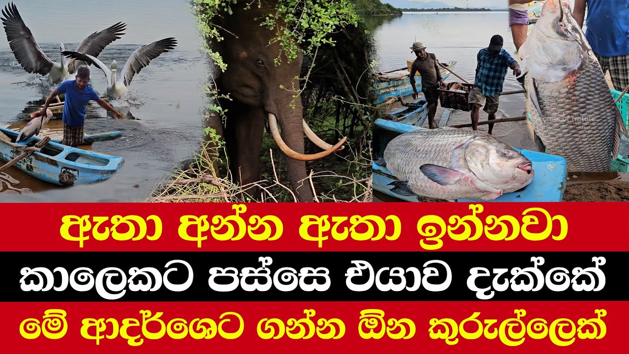 ඇතා අන්න ඇතා ඉන්නවා | කාලෙකට පස්සෙ එයාව දැක්කේ | මේ ආදර්ශෙට ගන්න ඕන කුරුල්ලෙක්