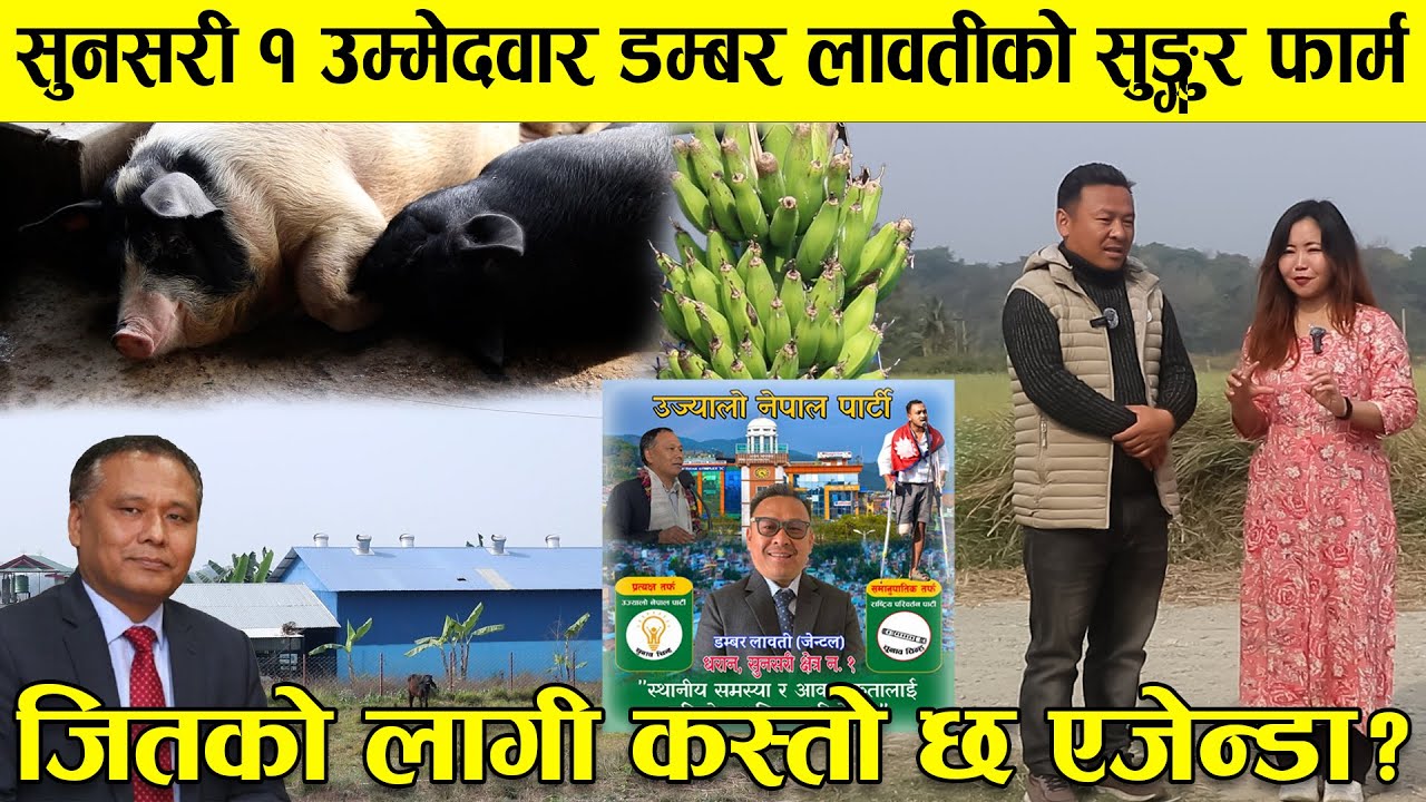 सुनसरी १ उम्मेदवार डम्बर लावतीको सुङ्गुर फार्म, जितको लागी कस्तो छ एजेन्डा? || Dambar Lawati(Jental)