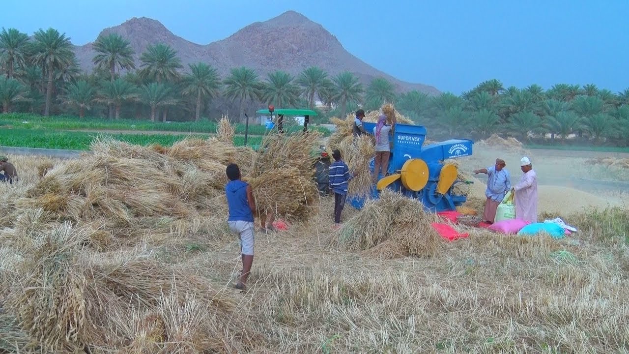 ولاية الحمراء تحصد سبعين طنآ من محصول القمح في موسم 2018م