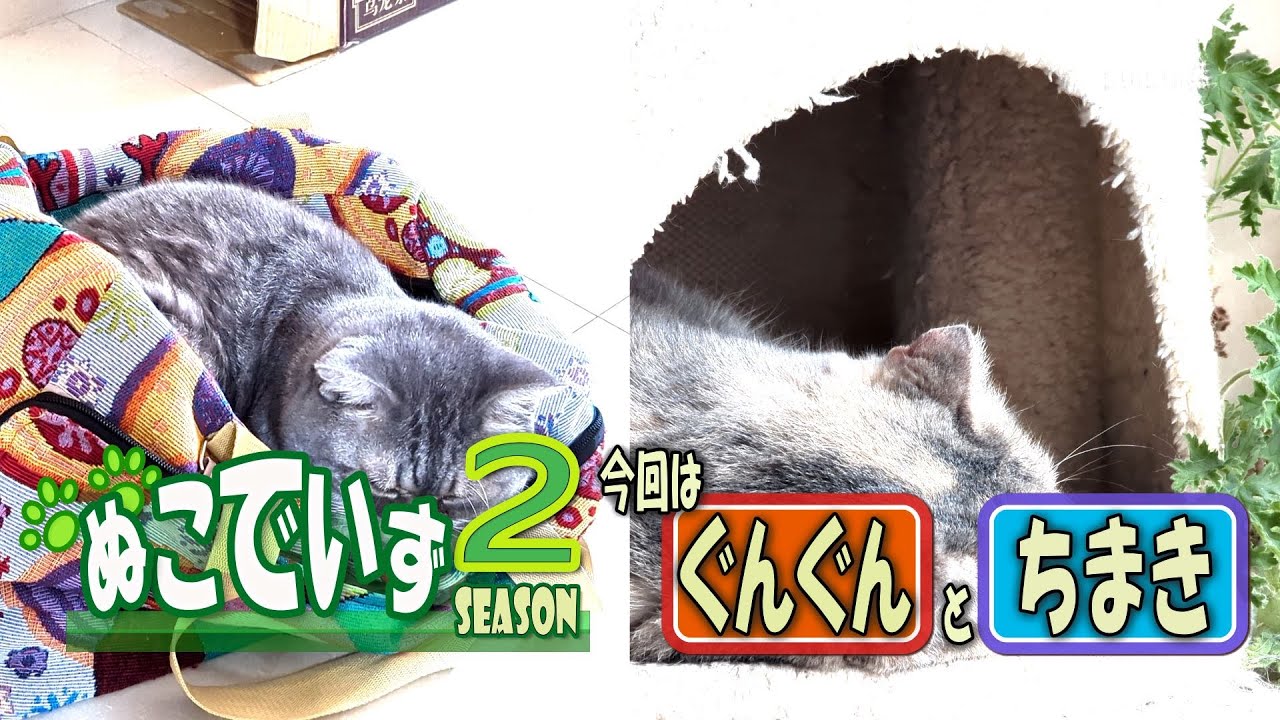 【気持ちよくお昼寝している猫はいませんか】じゃまするにゃよ