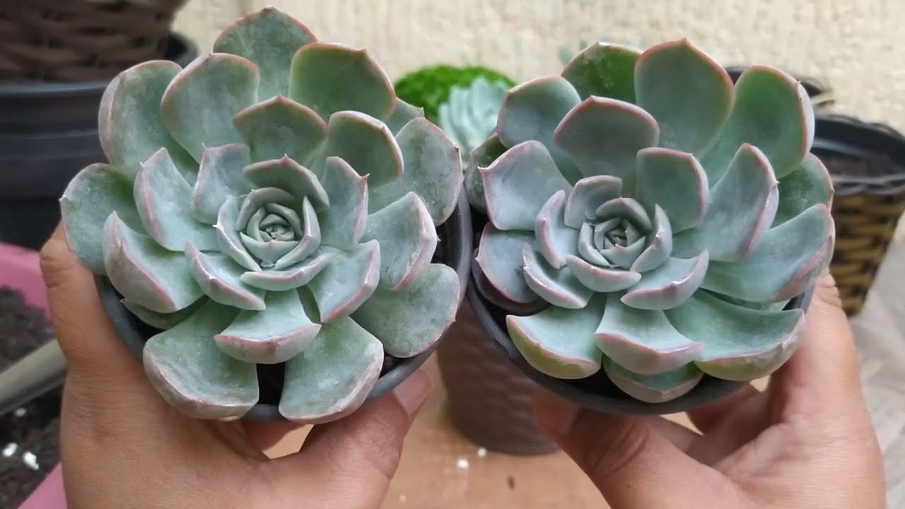 Suculentas Echeveria iguais, Porém diferentes:/+Dicas de replante e Cultivo