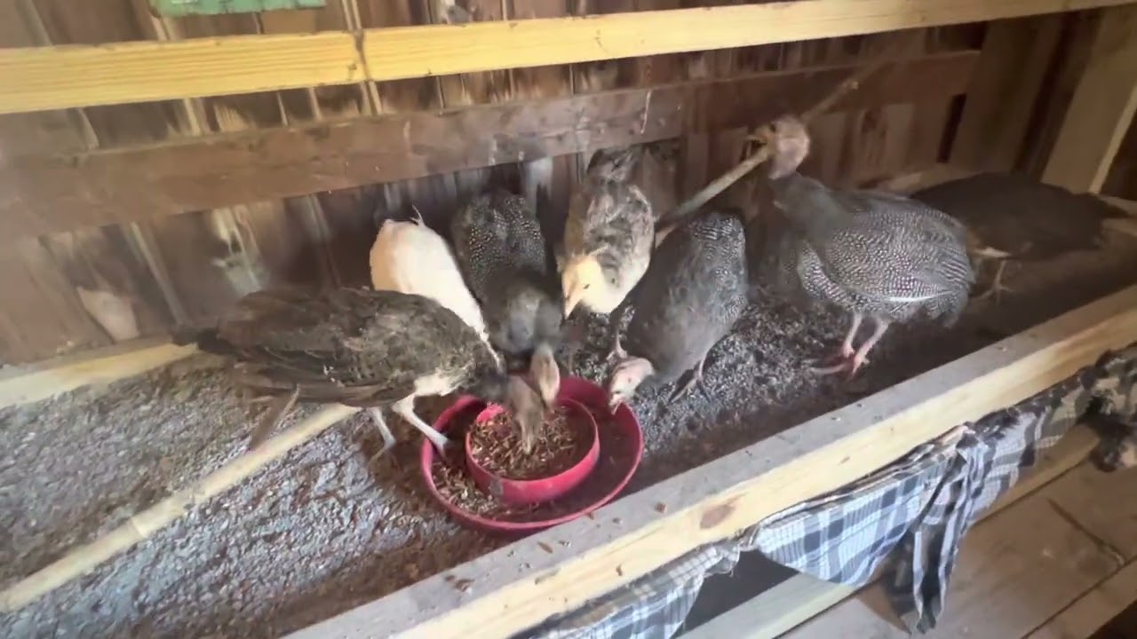 Peacock Care 101 (Baby Chicks)