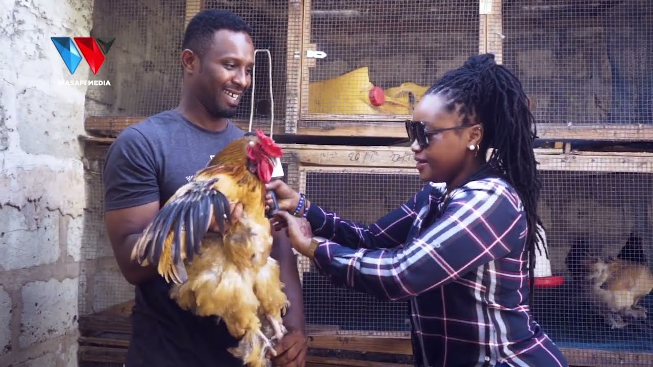 KUKU WA MAAJABU UZITO WAKE NI MFUKO NUSU WA CEMENT/BEI YAKE NI BALAA