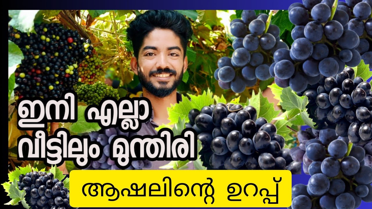 മുന്തിരി കാണാൻ ജന പ്രവാഹം.  cambodian wild grape 🍇🍇🍇🍇🍇🍇🍇🍇🍇