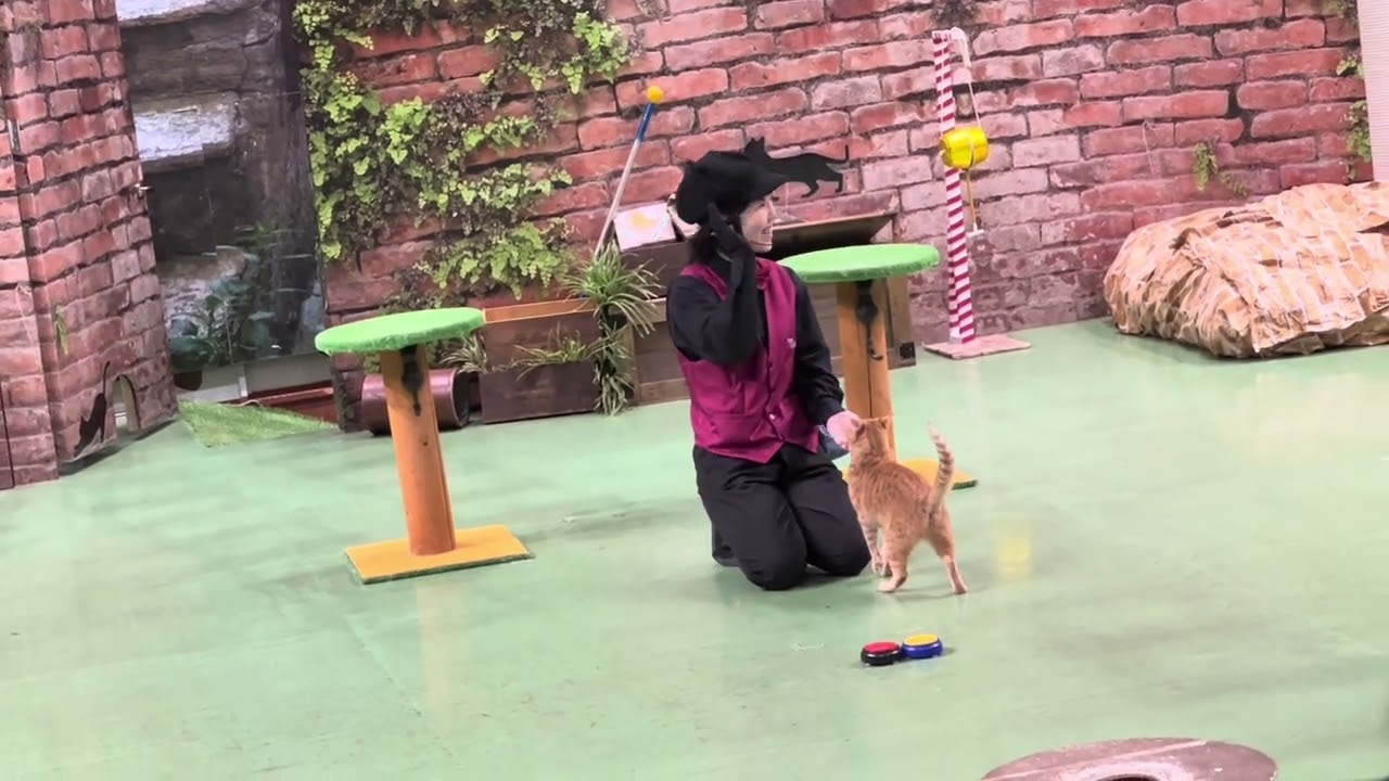 那須動物王国　キャットショー