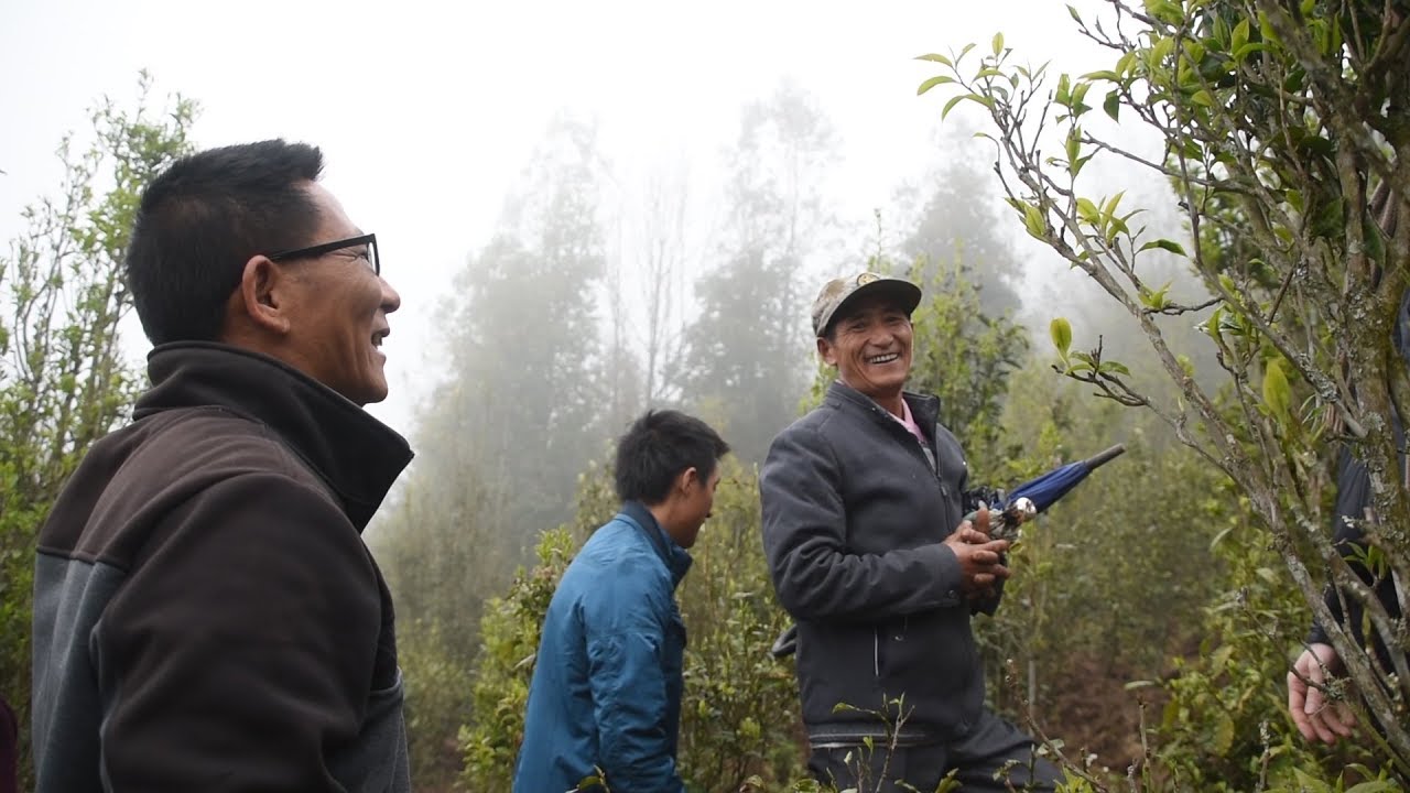 In the Li Family's Crassicolumna tree grove
