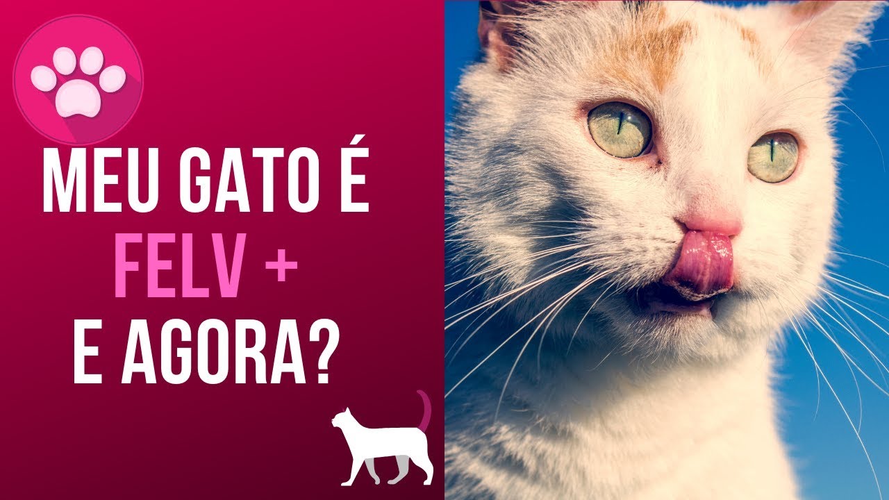 Meu gato é FELV positivo, e agora?