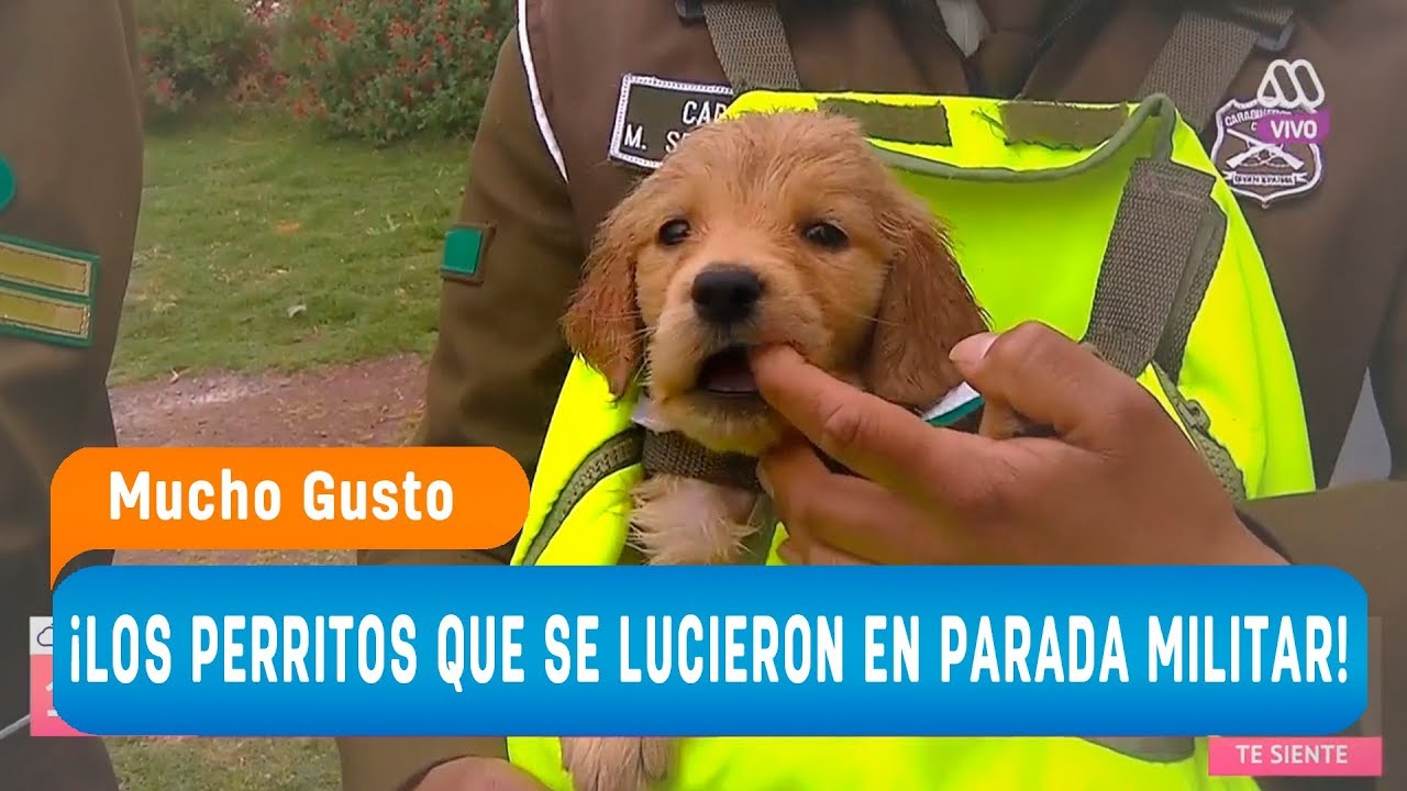 ¡Los perritos que se lucieron en la Parada Militar! - Mucho gusto 2018