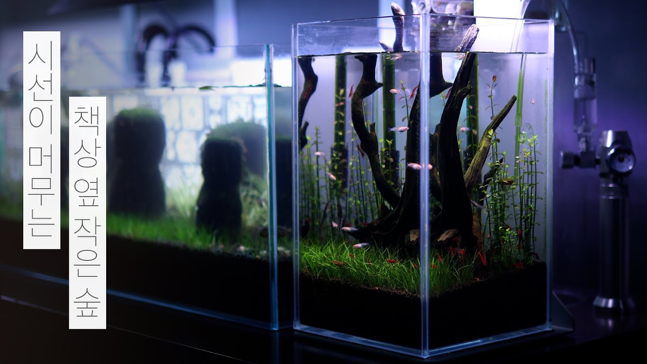 물멍하며 주무세요 | 책상 옆 작은 숲 물멍 | 미니 어항 | Small Forest Beside My Desk | Mini Aquarium | MulMung
