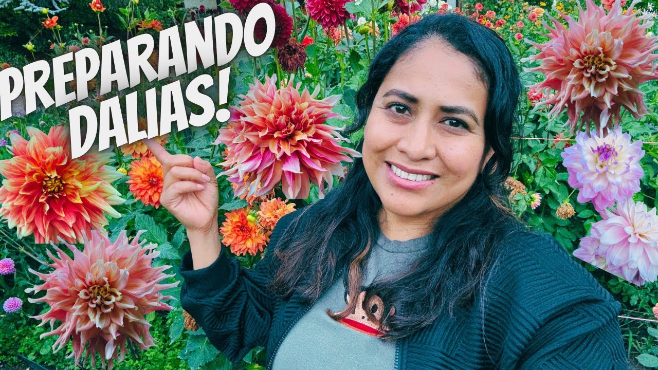 Empezando a preparar las dalias para nuestro invierno, bello jardín de dahlias 