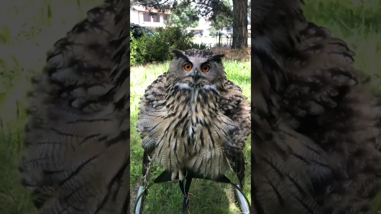 Puchacz jest trzy razy większy niż jego rzeczywisty rozmiar
