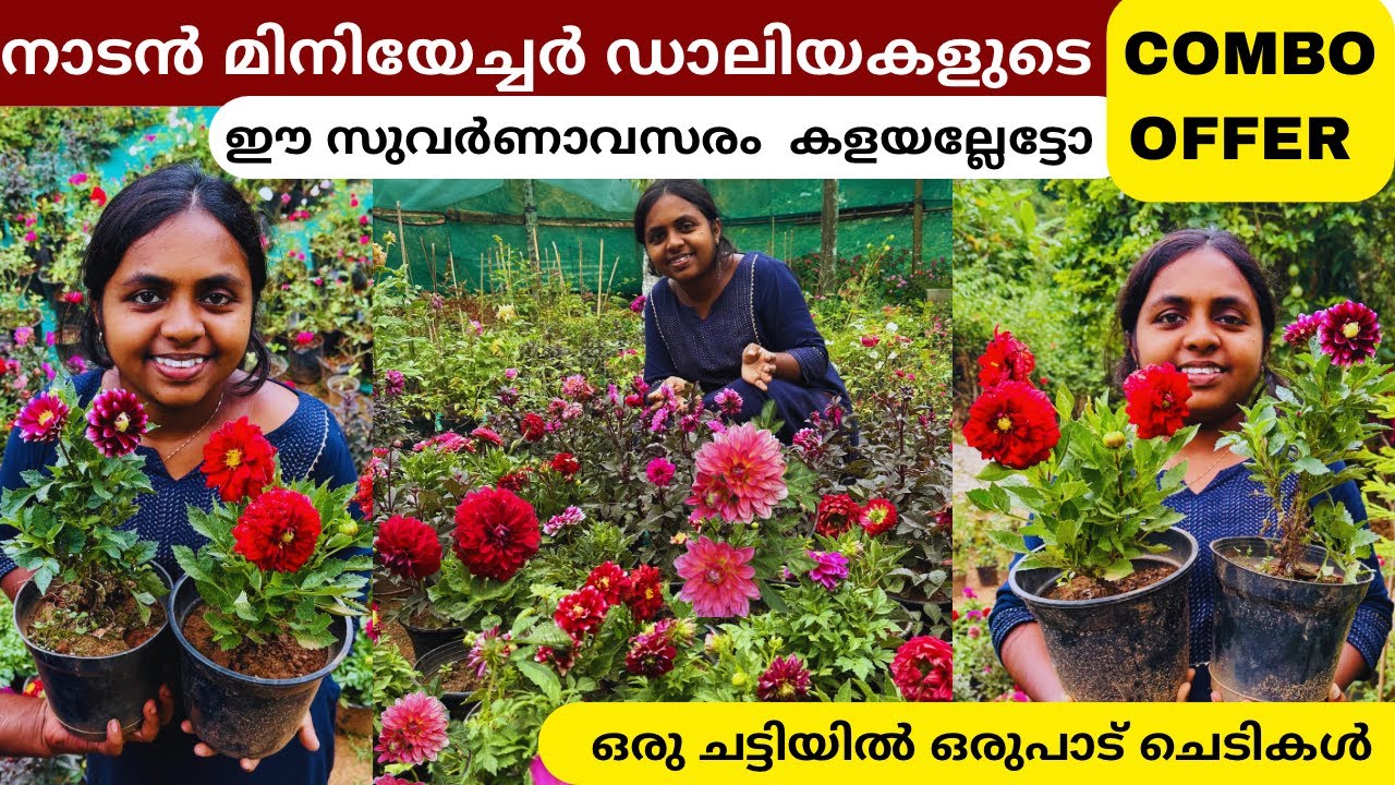 5 നാടൻ ഡാലിയകളുടെ കിടിലൻ മൺസൂൺ COMBO OFFER ❤️Wayanadan Touch Garden Dahlia Sale  Monsoon Offer