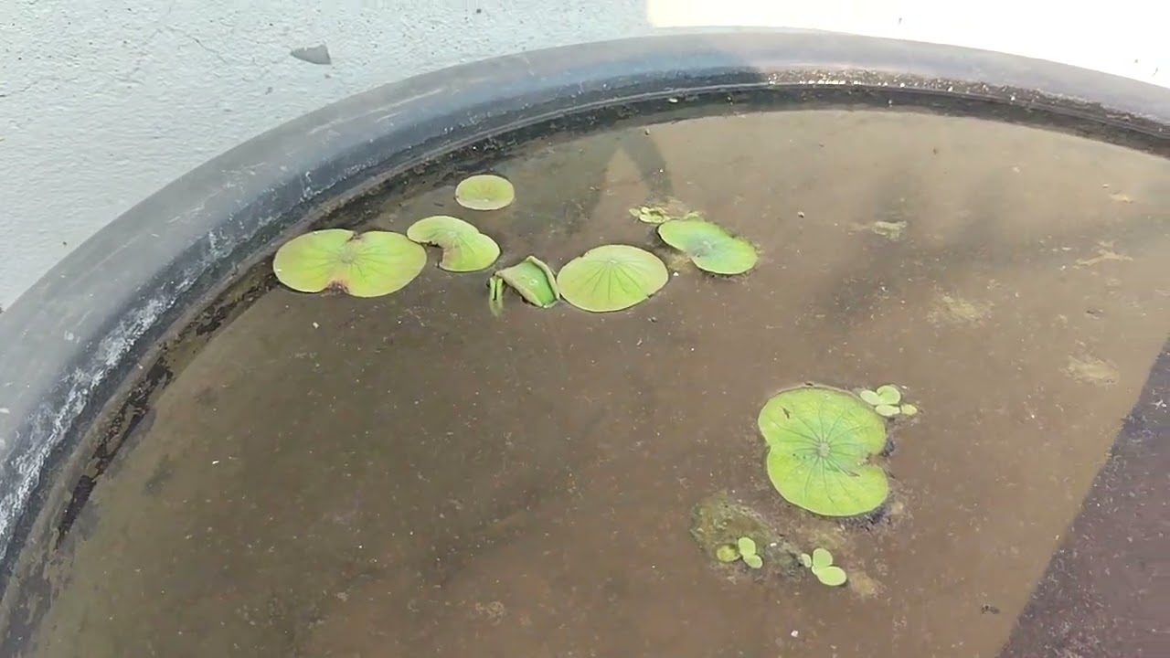 New Lotus Mein growth A Gai Hamare#🌹