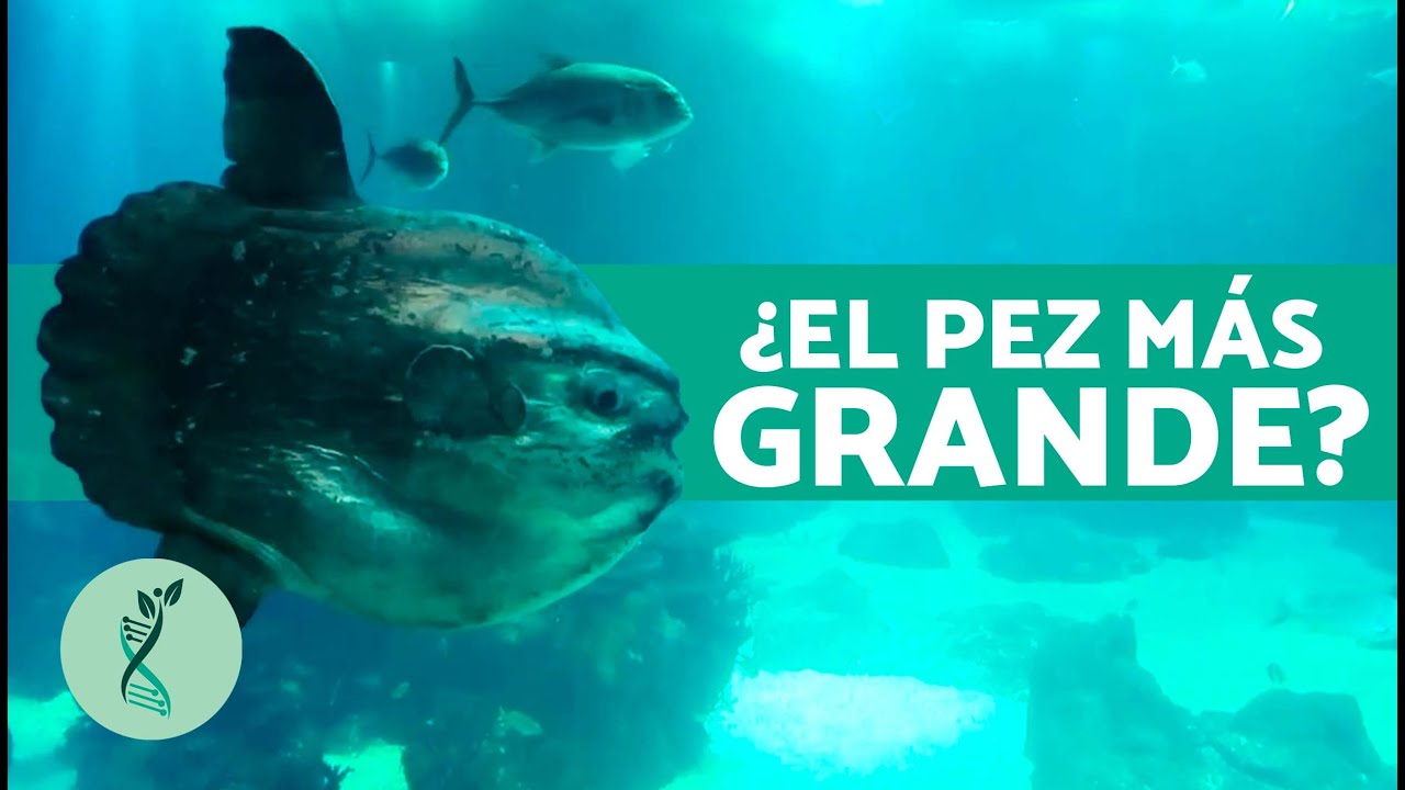 Los 10 PECES M&aacute;s GRANDES del MUNDO 🐟 (&iquest;Cu&aacute;les son los Peces m&aacute;s Grandes?)
